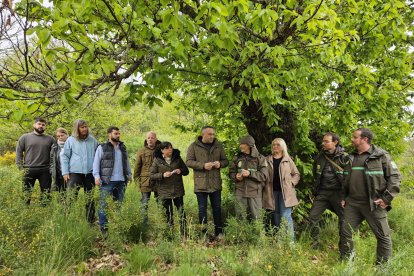 Suelta de Torymus en Noceda del Bierzo para combatir la avispilla del castaño