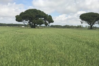 Campo de trigo en León.