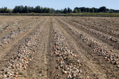 Campo arado en la provincia de León.