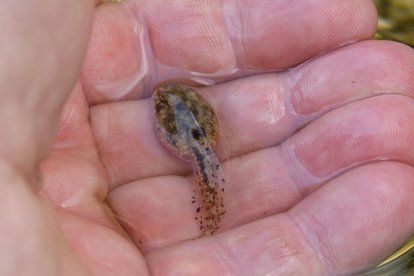 Una imagen de un renacuajo al que se le implanta un ciborg en el cerebro.