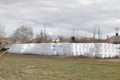 El forraje se vende para alimentar al gamado.