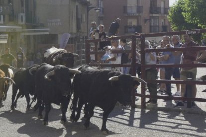 El último encierro de las fiestas se desarrolló sin incidentes.