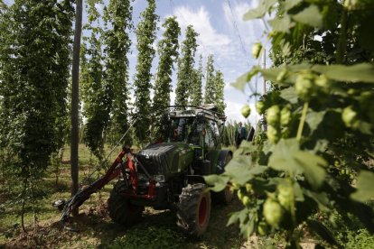 Una plantación de lúpulo en la localidad de Quintanilla de Sollamas.