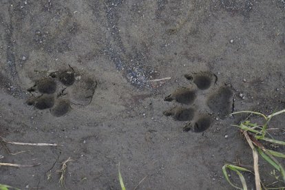 El lobo, en la imagen sus huellas, podrá cazarse a partir del 14 de julio.
