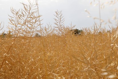 La ola de calor de los últimos días está pasando ya factura al campo, aunque no se aprecian daños irreparables.