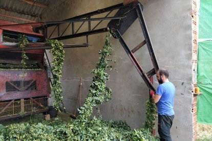 Un joven agricultor trabaja con el lúpulo en la peladora.