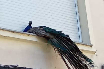 Un pavo real se encarama en una ventana en León.