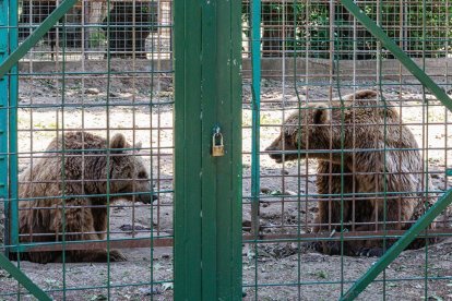 Luna y Ponderoso conviven desde los albores de los años noventa en una jaula de apenas 800 metros cuadrados en el coto escolar de León.
