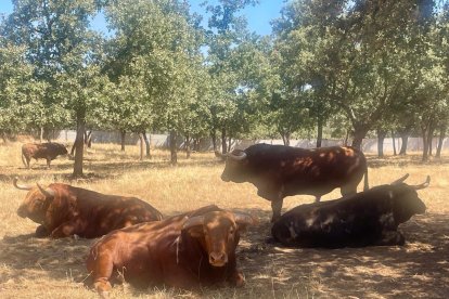 Actualmente hay 167 ganaderías que albergan a casi 37.000 animalesde.