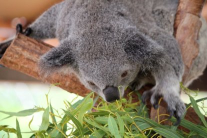 Fotografía de un Koala en Sidney (Australia).