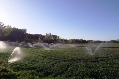Campo de regadío en León.