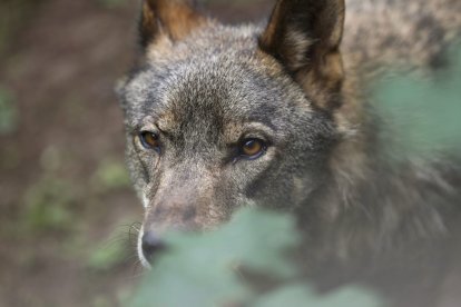 Ejemplar de lobo ibérico en Belmonte (Asturias).