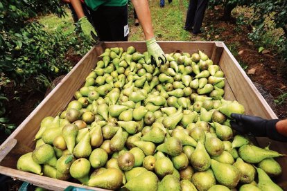 La pera conferencia es una de las frutas más demandadas.