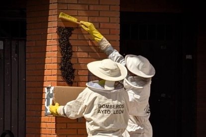 Los Bomberos de León retiran un enjambre.