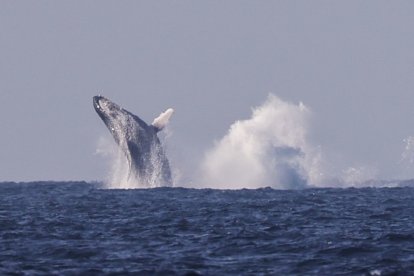 Avistamiento de ballenas jorobadas en Río de Janeiro.
