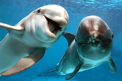 Cada 23 de julio se celebra el Día Mundial de las Ballenas y los Delfines.