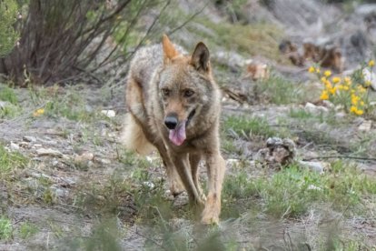 Un lobo en la Sierra de la Culebra.