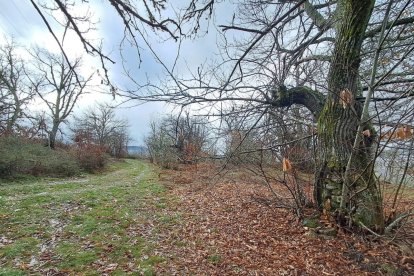 Camino de Páramo a Corbón del Sil donde se buscará a José Francisco Castro, que estaba huido en el monte.