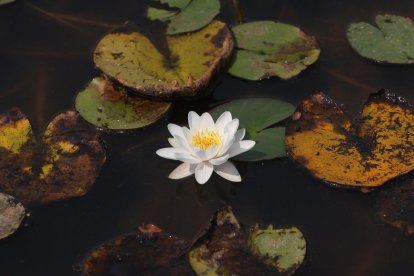 Los nenúfares del lago Sumido de las Médulas se quemaron, pero la flor sigue viva.