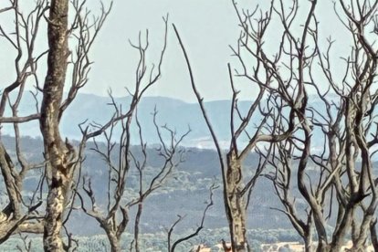 Imagen de un ciervo en un bosque esquilmado por el fuego.