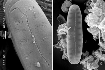 El estudio sobre las algas ha sido presentado este lunes por el Cabildo de El Hierro.