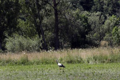 Vista de un espacio verde en Boca de Huérgano.