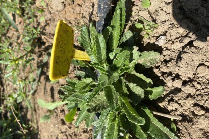 Cultivo experimental de Sideritis borgiae en el Huerto Fcayc.