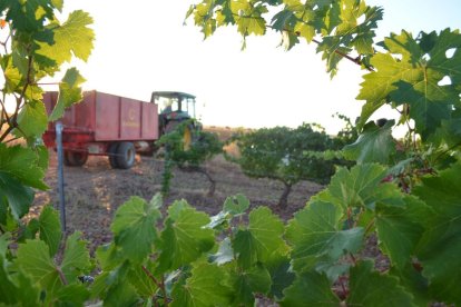 Vendimia en Bodegas Gordonzello, en Gordoncillo.