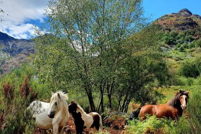 Yeguas con sus crías en libertad, huyendo de las alturas quemadas (arriba izquierda), junto a la carretera de Valdeprado.