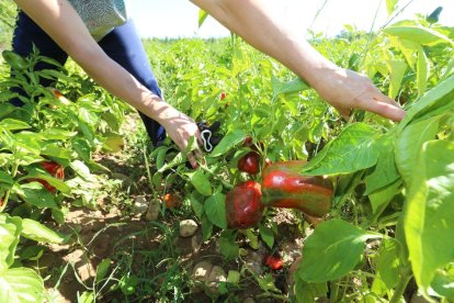 El pimiento, en principio, es de buena calidad según apuntan las previsiones.