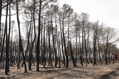 Pinos quemados en montes de la Valdería.