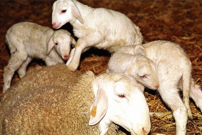 Corderos y una oveja en una explotación ovina.