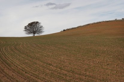 Un campo sembrado de cereal en San Adrián del Valle. El cereal ha tenido un buen año de cosecha.