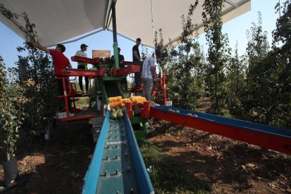En agosto comenzó la recogida de la pera.