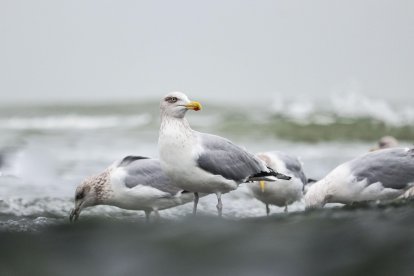 La expansión de las gaviotas a zonas no costeras ya es una preocupación.