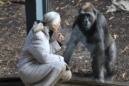 Jane Goodall en un zoo de Melbourne en 2011 con un gorila.