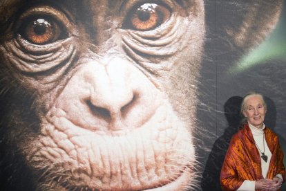 Fotografia de archivo de la etóloga británica Jane Goodall, EPA/STF EFE/EPA/IAN LANGSDON.