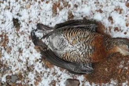 Urogallo muerto a los pies de un molino en el Parque Eólico Anexo a Valdelín (a 3 kilómetros de Peña del Gato).