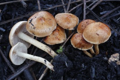 Varios ejemplares de Philiota carbonaria en un soto de tierra quemada.