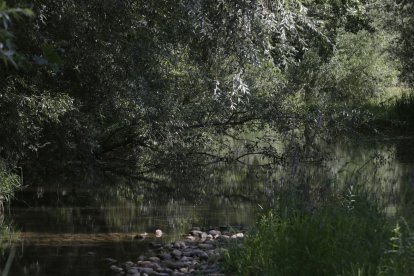 El río Torío a su paso por León.