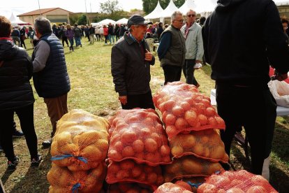 La calidad de la patata de este año es excelente.