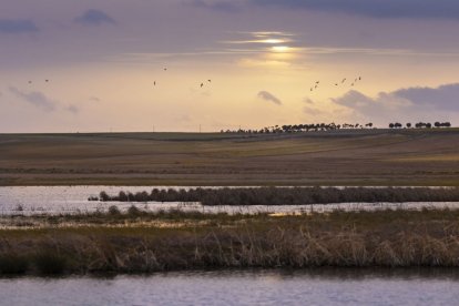 La transmisión procede de las aves silvestres.