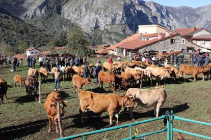 Se esperan muchas reses de vacuno de alta montaña.