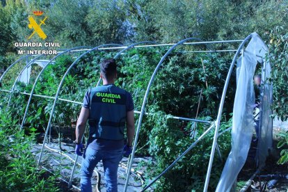 Imagen de la plantación de marihuana en la localidad leonesa Hospital de Órbigo, por la que se investiga a dos varones, uno de ellos detenido.
