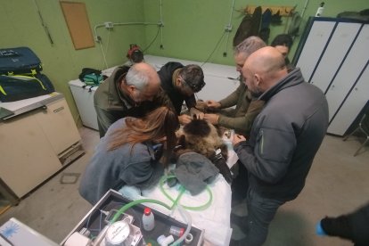 Reintroducida en el medio natural la osezna Alba, tras su adaptación los últimos tres meses en el recinto de aclimatación de osos pardos de la Junta de Castilla y León en Valsemana, León.