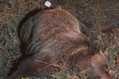Osa atropellada en Rabanal.