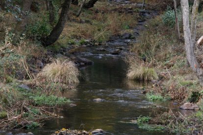 El río Eria, uno de los cauces de la Cabrera que ha bajado con cenizas.