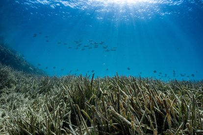 Las Islas Chafarinas albergan una de las praderas marinas mejor conservadas del mar de Alborán.