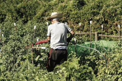 Una persona mayor trabaja en un huerto.