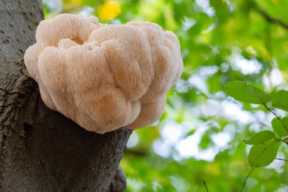 La melena de león (Hericium erinaceus) es un hongo blanco y colgante, protegido en Castilla y León por su rareza y su alto valor medicinal.